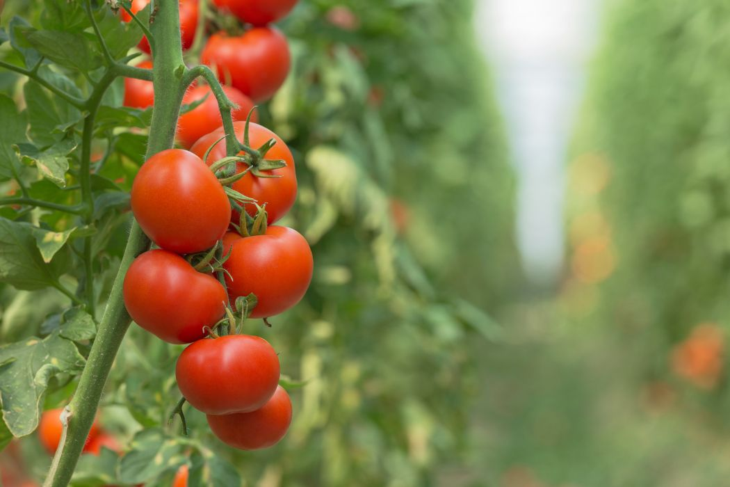 Tomatendünger selber machen